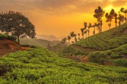 Hills and Backwaters of Kerala