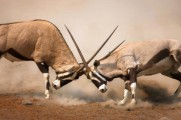 Namib Lodge Safari